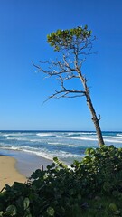 A lonely tree on the shore of the beach in the Caribbean