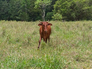 Young red cow in a green pasture