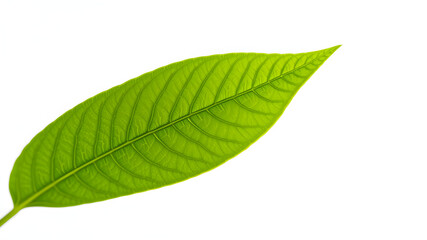 Obraz premium Green leaf on Background