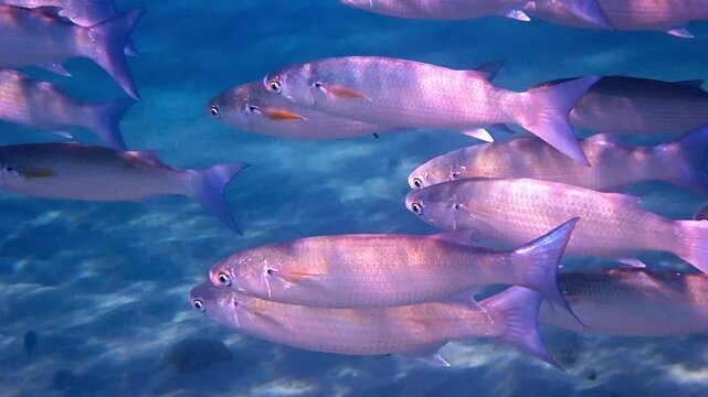 School of moving gray mullet, scientific name is Mugil cephalus, inhabits the Black, Red and Mediterranean seas, the fish is very important object of commercial fishing and fisheries in countries surr