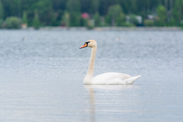 Obraz premium Graceful white Swan swimming in the lake, swans in the wild. Portrait of a white swan swimming on a lake.