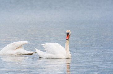 Naklejka premium Two Graceful white Swans swimming in the lake, swans in the wild