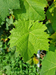 Close up of grape leaves.