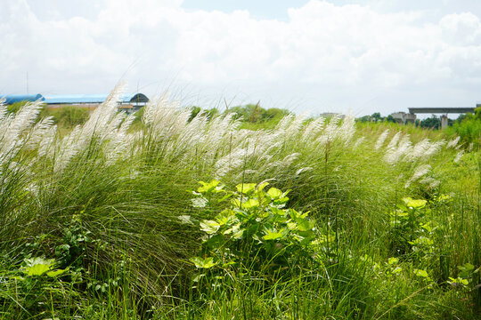 Beautyiful Kash Phul or Kans grass flower (Saccharum Spontaneum)
