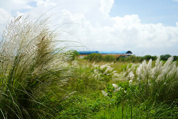 Landscape view of Kash Phul or Kans grass flower (Saccharum Spontaneum) during Durga Puja Time