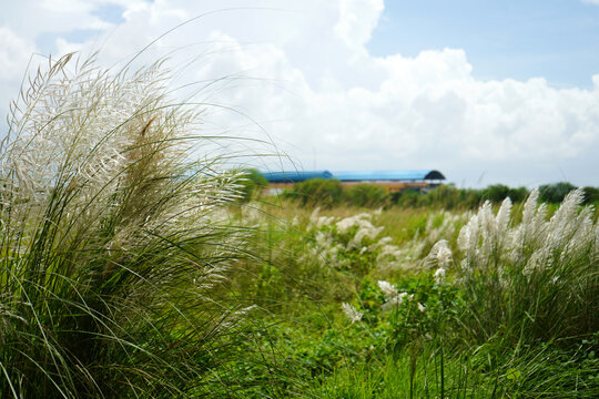 Landscape view of Kash Phul or Kans grass flower (Saccharum Spontaneum) during Durga Puja Time