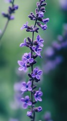 Fototapeta premium Close-up of purple lavender flowers with green background