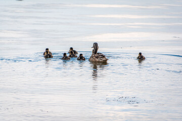 A family of ducks, a duck and its little ducklings are swimming in the water. The duck takes care of its newborn ducklings. Mallard, lat. Anas platyrhynchos