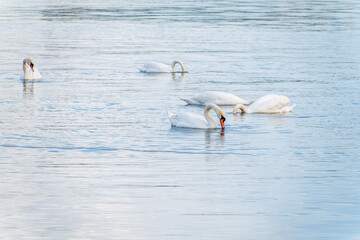 Graceful white Swans swimming in the lake, swans in the wild
