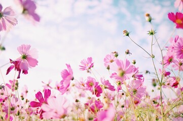 pink flowers 