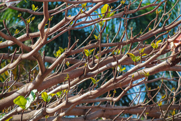 Branches with brown and orange leaves in fall