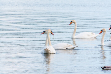Graceful white Swans swimming in the lake, swans in the wild