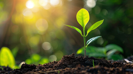 New green plant growing in fertile soil under bright sunlight, symbolizing new beginnings