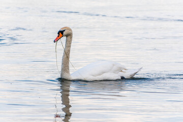 Obraz premium Graceful white Swan swimming in the lake, swans in the wild. Portrait of a white swan swimming on a lake.