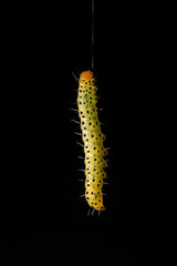 caterpillar with black background