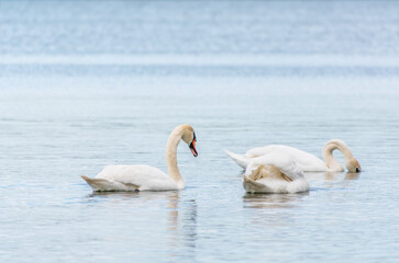 Fototapeta premium Graceful white Swan swimming in the lake, swans in the wild. Portrait of a white swan swimming on a lake.