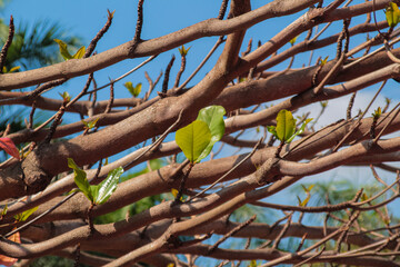 Branches with brown and orange leaves in fall