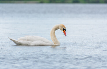 Graceful white Swan swimming in the lake, swans in the wild. Portrait of a white swan swimming on a lake.