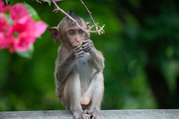 可愛いサル