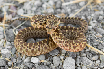 Pacific Gopher Snake juvenile in defensive posture. San Francisco Bay Trail, Sunnyvale, Santa Clara County, California, USA.