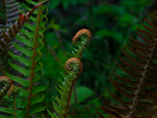 baby ferns