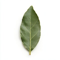 Obraz premium Single green bay leaf isolated on white background.