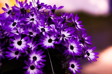 flowers in the garden