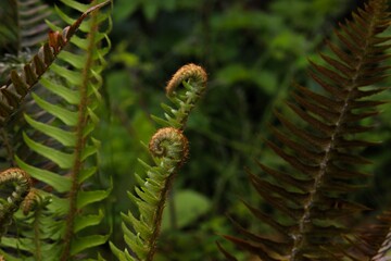 shy ferns