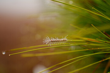 CATERPILLAR - Wild life in dew drops