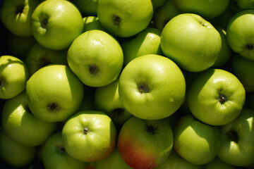 juicy green apples as a background or texture. bunch of ripe apples. plucked fruit from his garden on the table.