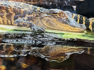 Baby Alligator