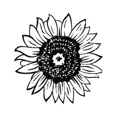 Sunflower illustration black and white. Vintage sunflower illustration. Sun flower hand drawn. Sunflower vector drawing