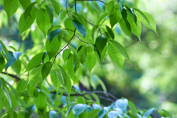 Green leaves background. Selective and soft focus. Copy space.	