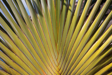 Palm trunk motifs are neatly arranged, banana plant stems