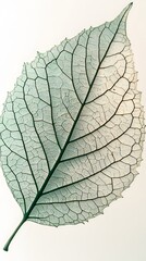 Obraz premium Detailed Veins of a Dried Leaf on White Background