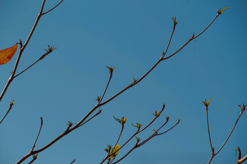 Branches with brown and orange leaves in fall against a backdrop of clear blue sky