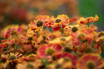 Kwiaty dzielżanu, piękne tło kwiatowe, tapeta. © Elżbieta Kaps