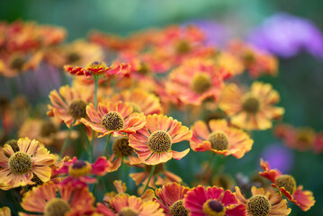 Kwiaty dzielżanu, piękne tło kwiatowe, tapeta. © Elżbieta Kaps