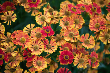 Kwiaty dzielżanu, piękne tło kwiatowe, tapeta. © Elżbieta Kaps