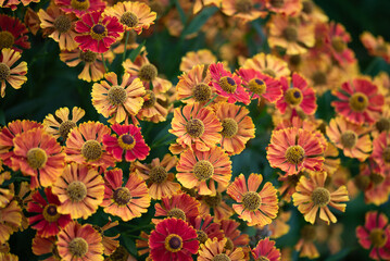 Kwiaty dzielżanu, piękne tło kwiatowe, tapeta. © Elżbieta Kaps