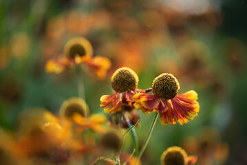Kwiaty dzielżanu, piękne tło kwiatowe, tapeta. © Elżbieta Kaps