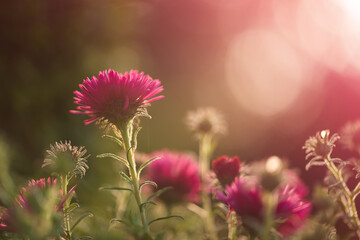 Piękne jesienne kwiaty astry różowe w ogrodzie, tapeta dekoracja.  © Elżbieta Kaps