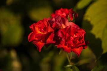 Piękna r&oacute;ża w ogrodzie, tapeta dekoracja. 