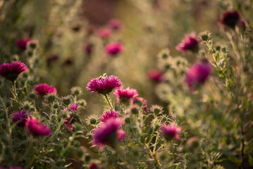 Piękne jesienne kwiaty astry różowe w ogrodzie, tapeta dekoracja.  © Elżbieta Kaps