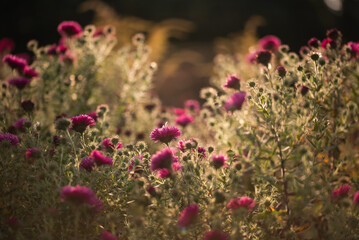 Piękne jesienne kwiaty astry różowe w ogrodzie, tapeta dekoracja.  © Elżbieta Kaps