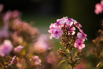 Piękne różowe kwiaty floksy w ogrodzie. © Elżbieta Kaps
