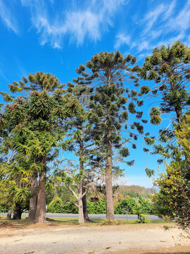 Bunya Pine (Araucaria bidwillii) with a blue sky and clouds