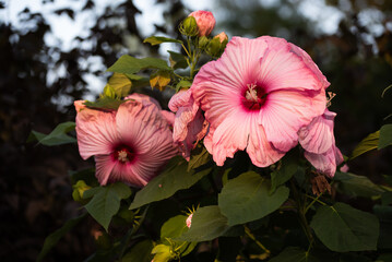 Piękny hibiskus olbrzymi w ogrodzie, tapeta. © Elżbieta Kaps