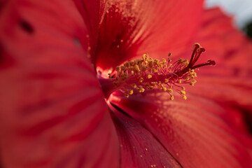 Piękny hibiskus olbrzymi w ogrodzie, tapeta. © Elżbieta Kaps
