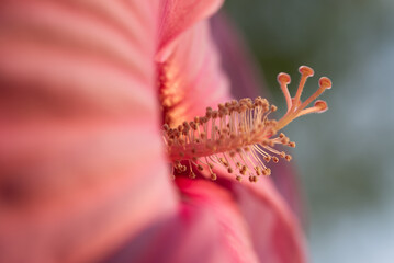 Piękny hibiskus olbrzymi w ogrodzie, tapeta. © Elżbieta Kaps